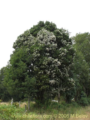 Description and images of Eucryphia cordifolia (Ulmo), a native Chilean ...
