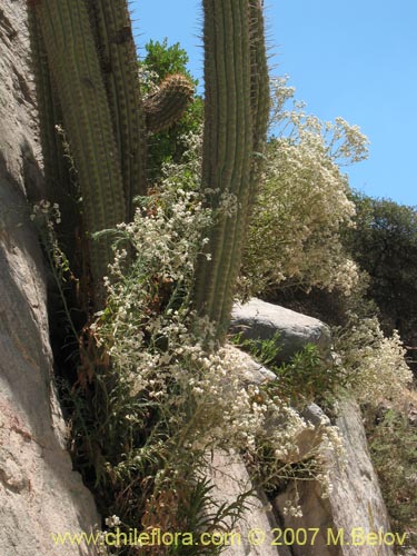 Imágen de Gnaphalium sp. #1358 (). Haga un clic para aumentar parte de imágen.