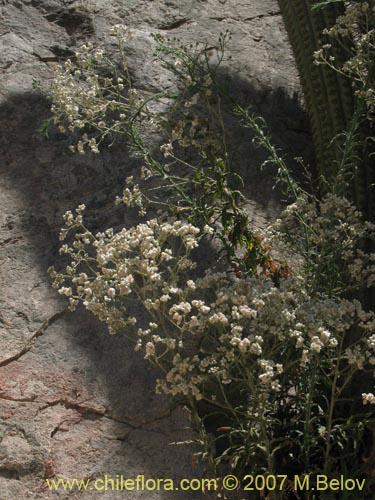 Imágen de Gnaphalium sp. #1358 (). Haga un clic para aumentar parte de imágen.