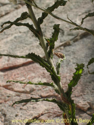 Imágen de Gnaphalium sp. #1358 (). Haga un clic para aumentar parte de imágen.