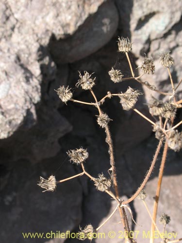 Imágen de Moscharia pinnatifida (). Haga un clic para aumentar parte de imágen.