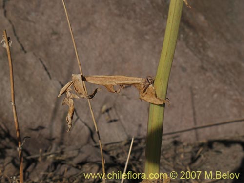 Bild von Moscharia pinnatifida (). Klicken Sie, um den Ausschnitt zu vergrössern.