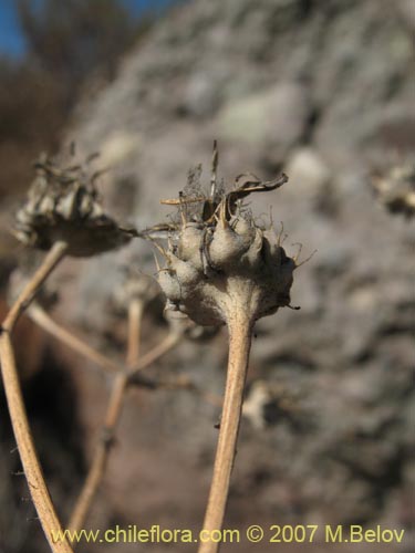 Bild von Moscharia pinnatifida (). Klicken Sie, um den Ausschnitt zu vergrössern.