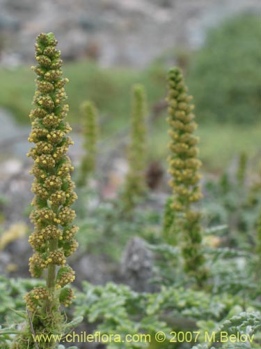 Imágen de Ambrosia chamissonis (). Haga un clic para aumentar parte de imágen.