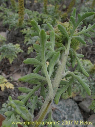 Imágen de Ambrosia chamissonis (). Haga un clic para aumentar parte de imágen.