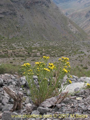 Imágen de Senecio anthemidiphyllus (). Haga un clic para aumentar parte de imágen.