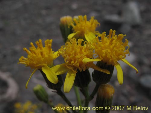 Imágen de Senecio anthemidiphyllus (). Haga un clic para aumentar parte de imágen.