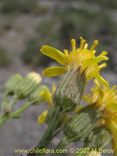 Imágen de Senecio anthemidiphyllus (). Haga un clic para aumentar parte de imágen.