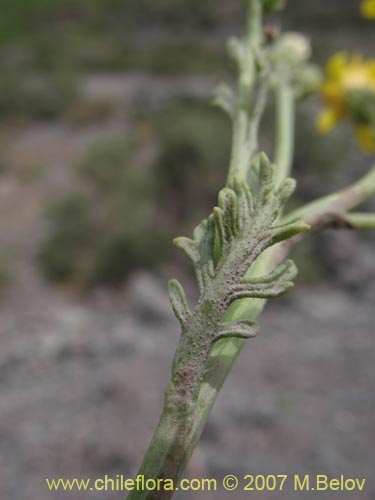 Imágen de Senecio anthemidiphyllus (). Haga un clic para aumentar parte de imágen.