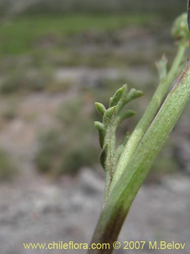 Imágen de Senecio anthemidiphyllus (). Haga un clic para aumentar parte de imágen.