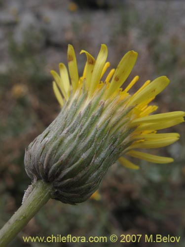 Imágen de Haplopappus velutinus (). Haga un clic para aumentar parte de imágen.