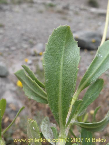 Imágen de Haplopappus velutinus (). Haga un clic para aumentar parte de imágen.