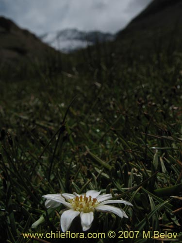 Imágen de Werneria pygmaea (). Haga un clic para aumentar parte de imágen.