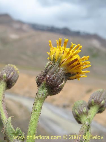 Imágen de Senecio sp.  #1428 (). Haga un clic para aumentar parte de imágen.