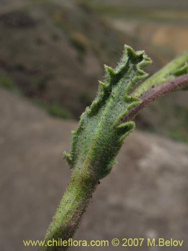 Imágen de Senecio sp.  #1428 (). Haga un clic para aumentar parte de imágen.