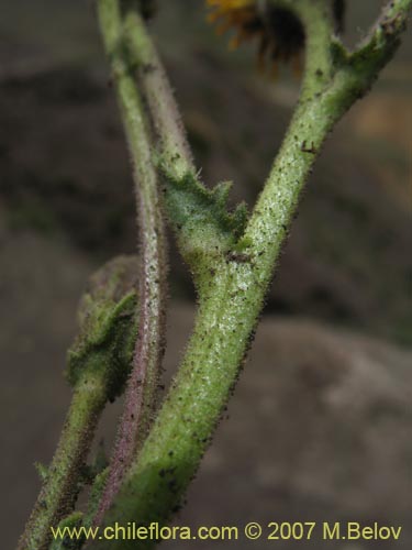 Imágen de Senecio sp.  #1428 (). Haga un clic para aumentar parte de imágen.