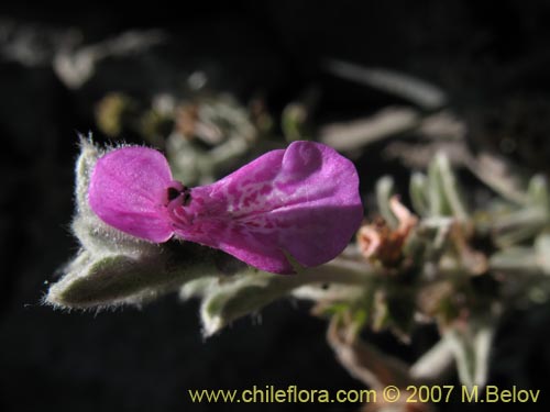 Stachys sp. #1343의 사진