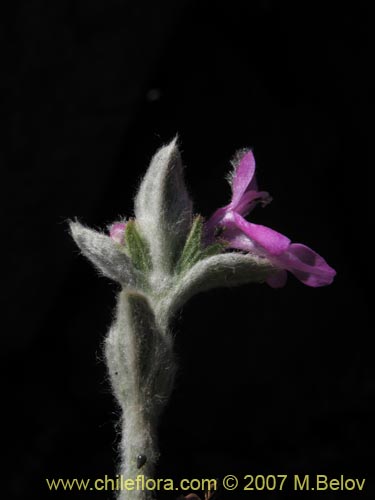 Stachys sp. #1343의 사진