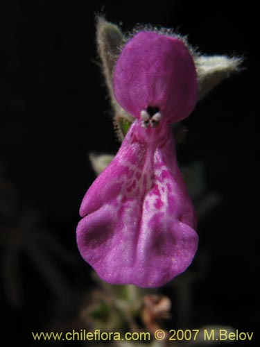 Image of Stachys sp. #1343 (). Click to enlarge parts of image.