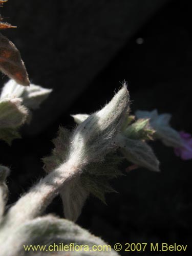 Stachys sp. #1343의 사진