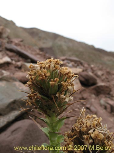 Imágen de Nassauvia sprengelioides (). Haga un clic para aumentar parte de imágen.