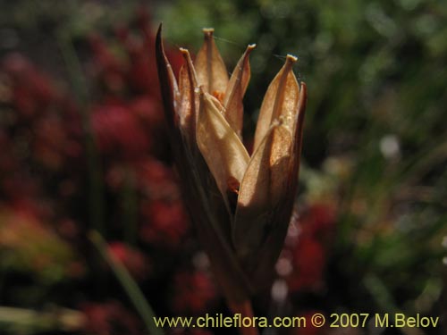 Imágen de Iridaceae sp. #1048 (). Haga un clic para aumentar parte de imágen.