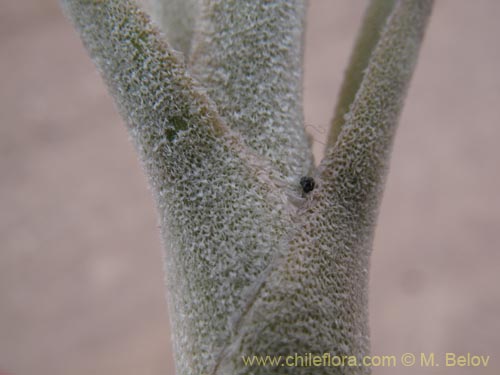 Tillandsia macronaeの写真