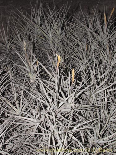 Tillandsia macronaeの写真