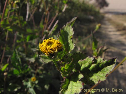 Imágen de Asteraceae sp. #1961 (). Haga un clic para aumentar parte de imágen.