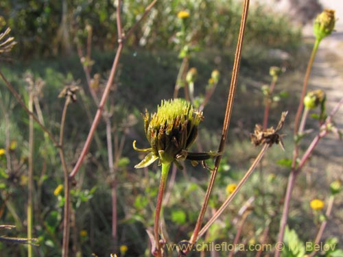 Imágen de Asteraceae sp. #1961 (). Haga un clic para aumentar parte de imágen.