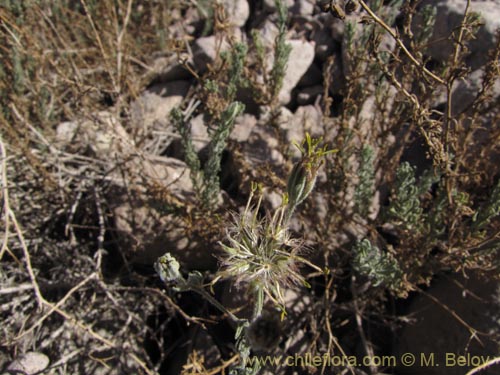 Imágen de Asteraceae sp. #1963 (). Haga un clic para aumentar parte de imágen.