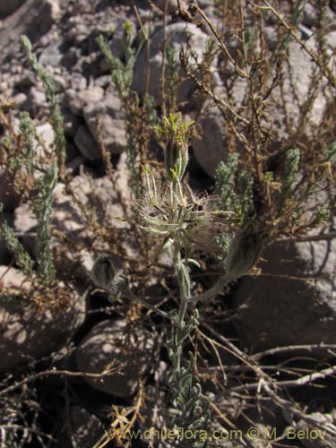 Imágen de Asteraceae sp. #1963 (). Haga un clic para aumentar parte de imágen.