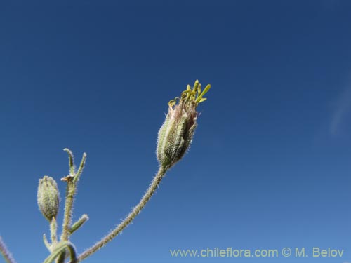 Imágen de Asteraceae sp. #1963 (). Haga un clic para aumentar parte de imágen.