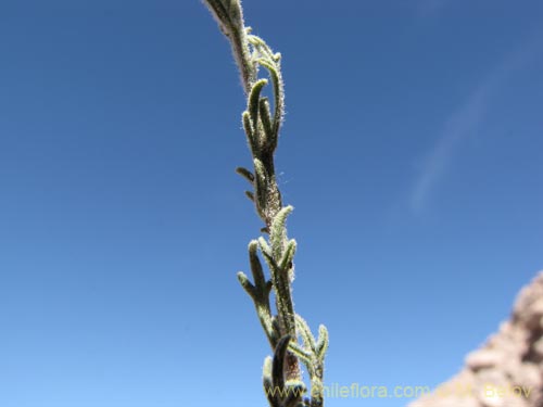 Imágen de Asteraceae sp. #1963 (). Haga un clic para aumentar parte de imágen.