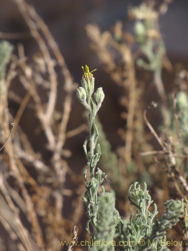 Imágen de Asteraceae sp. #1963 (). Haga un clic para aumentar parte de imágen.