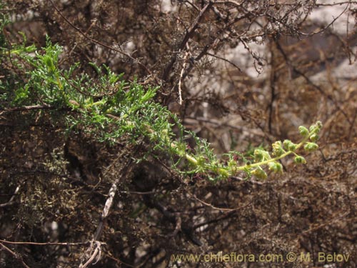 Imágen de Ambrosia artemisioides (). Haga un clic para aumentar parte de imágen.