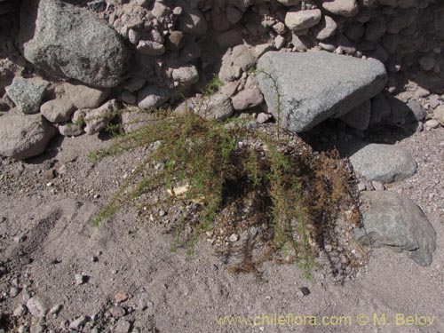 Imágen de Ambrosia artemisioides (). Haga un clic para aumentar parte de imágen.