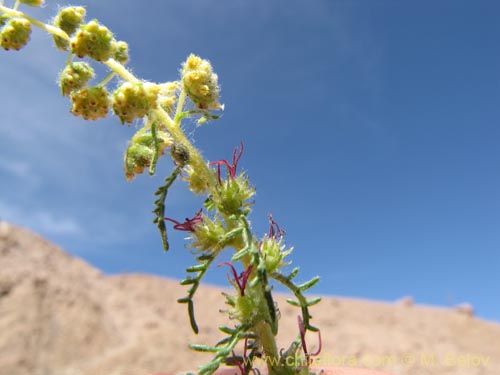 Imágen de Ambrosia artemisioides (). Haga un clic para aumentar parte de imágen.