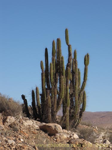 Image of Corryocactus brevistylus (Guacalla). Click to enlarge parts of image.