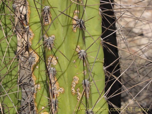 Image of Corryocactus brevistylus (Guacalla). Click to enlarge parts of image.