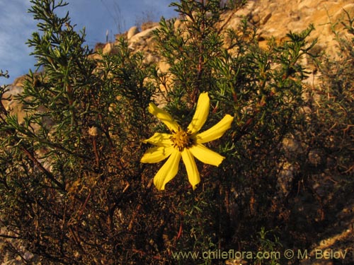 Imágen de Coreopsis suaveolens (). Haga un clic para aumentar parte de imágen.