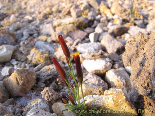 Imágen de Tagetes multiflora (). Haga un clic para aumentar parte de imágen.