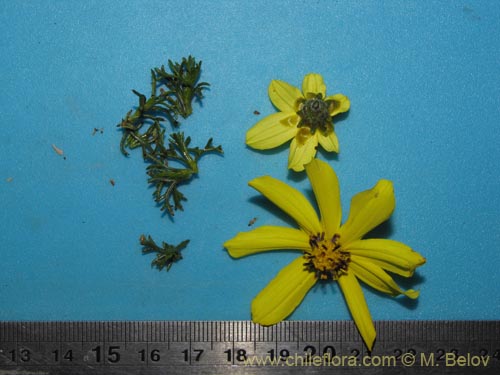 Coreopsis suaveolens的照片