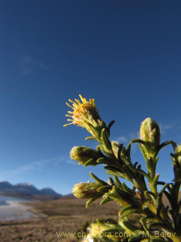 Imágen de Parastrephia lucida (). Haga un clic para aumentar parte de imágen.