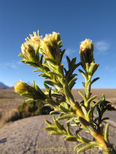 Imágen de Parastrephia lucida (). Haga un clic para aumentar parte de imágen.