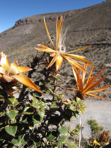 Imágen de Chuquiraga spinosa subsp. rotundifolia (). Haga un clic para aumentar parte de imágen.