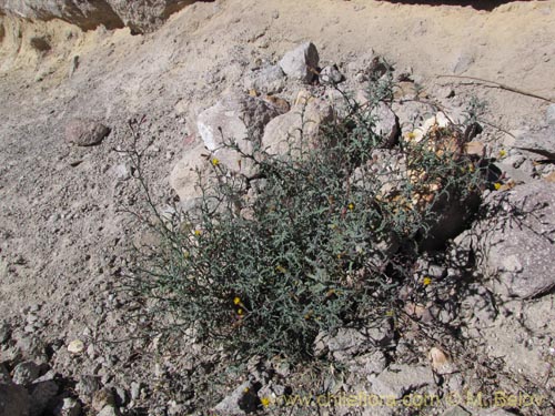 Imágen de Senecio sp. #2055 (). Haga un clic para aumentar parte de imágen.