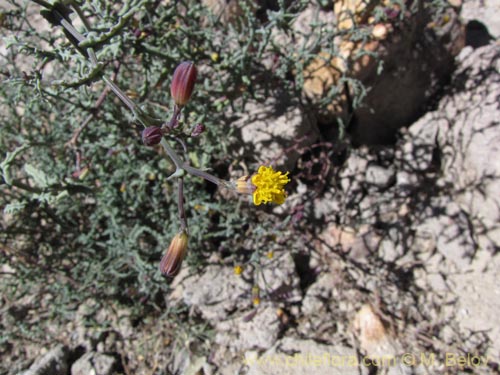 Senecio sp. #2055の写真