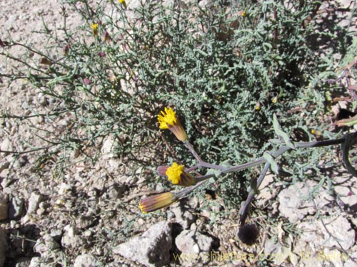 Imágen de Senecio sp. #2055 (). Haga un clic para aumentar parte de imágen.