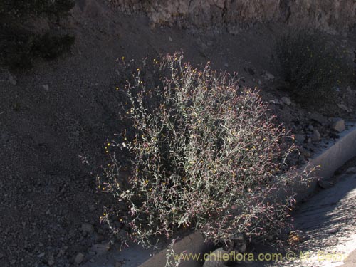 Imágen de Senecio sp. #2055 (). Haga un clic para aumentar parte de imágen.